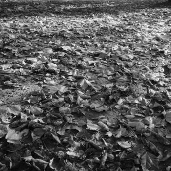 Photographie intitulée "Les feuilles mortes." par Frédéric Duchesnay, Œuvre d'art originale, Photographie argentique
