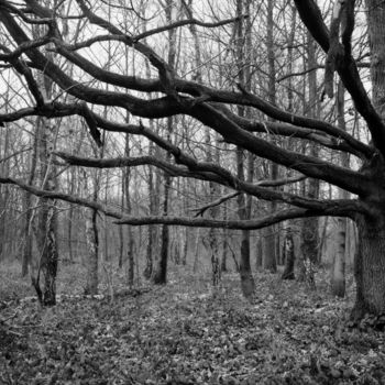 Photography titled "Branches" by Frédéric Duchesnay, Original Artwork, Analog photography