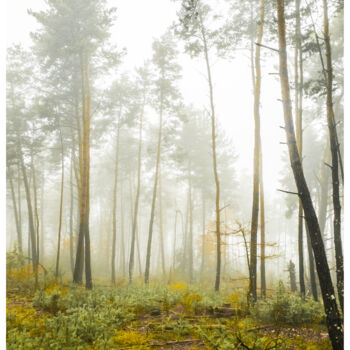 Фотография под названием "Brume en forêt" - Frédéric Bons, Подлинное произведение искусства, Цифровая фотография