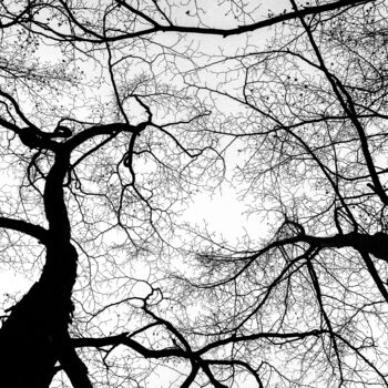 Fotografia zatytułowany „Sous les arbres” autorstwa Frederic Bos, Oryginalna praca, Fotografia cyfrowa
