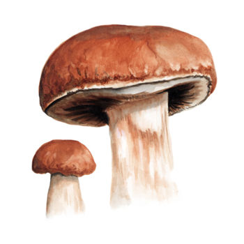 Painting titled "scan-cepes.jpg" by Frédéric Mauron, Original Artwork, Watercolor