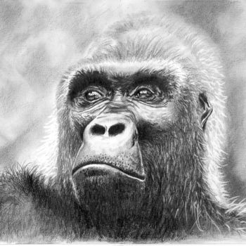 「Gorille」というタイトルの描画 Frédéric Mauronによって, オリジナルのアートワーク, 鉛筆