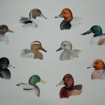 Painting titled "Canards européens" by Frederic Goze, Original Artwork, Watercolor