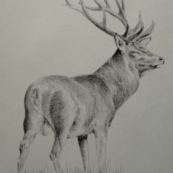 Drawing titled "Cerf graphite" by Frederic Goze, Original Artwork
