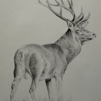 Rysunek zatytułowany „Cerf graphite” autorstwa Frederic Goze, Oryginalna praca