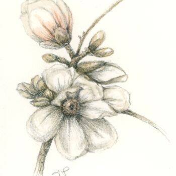 Drawing titled "Magnolia grandiflora" by Frédérique Poisson, Original Artwork, Watercolor