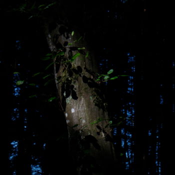 Photography titled "Sous-bois" by Frédérique Vallee, Original Artwork, Non Manipulated Photography