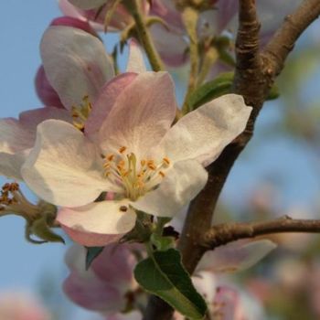 Fotografia zatytułowany „Fleur d'amandier” autorstwa Frédérique Ziolko, Oryginalna praca