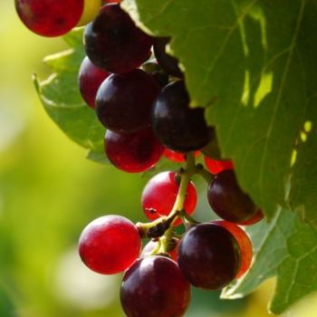 Photography titled "grappe rouge" by Frédérique Ziolko, Original Artwork