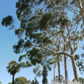 Fotografie getiteld "Perth, Botanic gard…" door Frédérique Ziolko, Origineel Kunstwerk