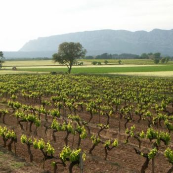 Photography titled "Campagne aixoise" by Frédérique Ziolko, Original Artwork