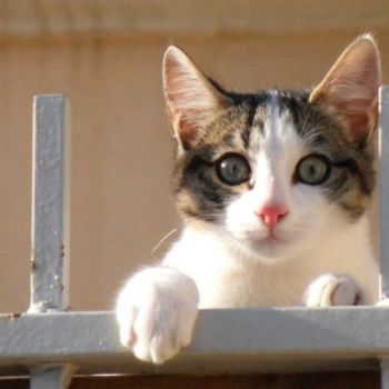 Fotografia zatytułowany „Chaton curieux” autorstwa Frédérique Ziolko, Oryginalna praca, Inny