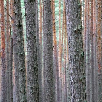 Photographie intitulée "Forêt Osoviec-Twier…" par Frédérique Ziolko, Œuvre d'art originale
