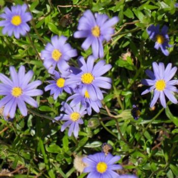 Photography titled "Fleurs mauves" by Frédérique Ziolko, Original Artwork