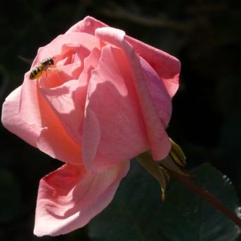 摄影 标题为“Rose rose” 由Frédérique Ziolko, 原创艺术品