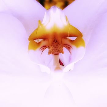 「Dragonflower」というタイトルの写真撮影 Fred Goldzakによって, オリジナルのアートワーク