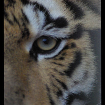 Photographie intitulée "gros plan tigre" par Freely Cook, Œuvre d'art originale, Photographie numérique
