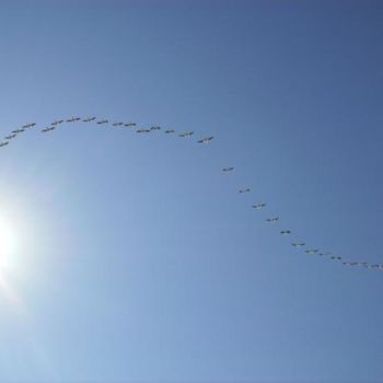 Photographie intitulée "Flight" par Kathleen Reilly, Œuvre d'art originale