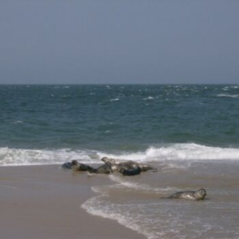 Photography titled "The Seals on Great…" by Kathleen Reilly, Original Artwork