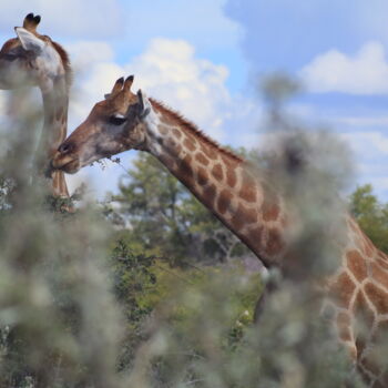 Photography titled "Girafas namíbia" by Gabriel Sarabando, Original Artwork, Non Manipulated Photography