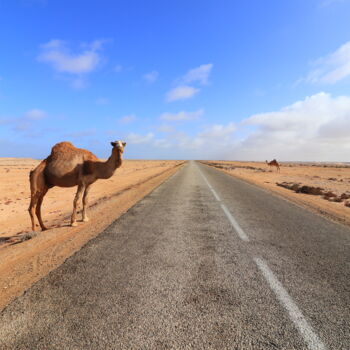 Fotografía titulada "Camelos de Marrocos" por Gabriel Sarabando, Obra de arte original, Fotografía no manipulada