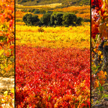 Photography titled "AUTUMN TRIPTYCH 003…" by Gabriel Caneda, Original Artwork, Digital Photography Mounted on Aluminium