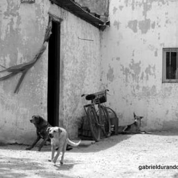 Photography titled "Ladrar_Barking_chie…" by Gabriel Durando, Original Artwork