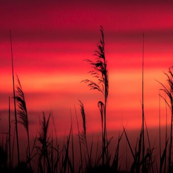 Fotografie mit dem Titel "Poésie camarguaise…" von Gaetan Thurin, Original-Kunstwerk, Digitale Fotografie