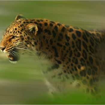 Digitale Kunst getiteld "Leopard" door Gai Yu, Origineel Kunstwerk, Digitale fotografie