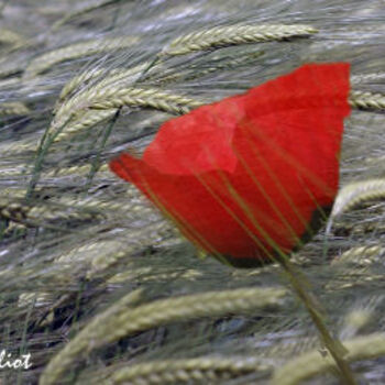 Photography titled "coquelicot" by Jacky Galliot, Original Artwork