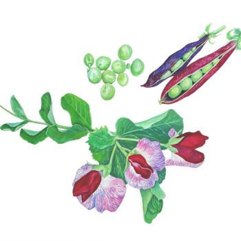 绘画 标题为“King Tut Purple Peas” 由Galyna Maikovych, 原创艺术品, 水粉