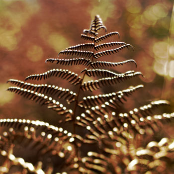 Fotografía titulada "Danse d'automne" por Christophe Jeanjean, Obra de arte original, Fotografía digital