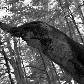 Fotografie mit dem Titel "Créature de la forêt" von Christophe Jeanjean, Original-Kunstwerk, Digitale Fotografie