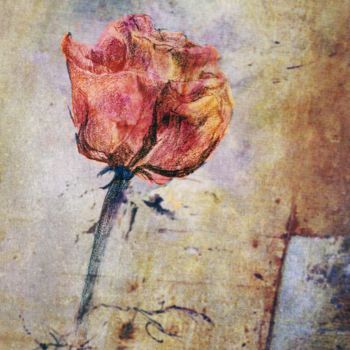 Digital Arts titled "just a rose" by Georg Ireland, Original Artwork, Digital Painting