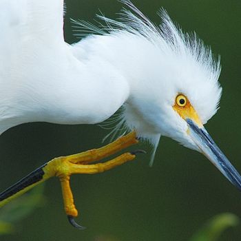 Photography titled "Snowy Egret with an…" by George Wilson, Original Artwork