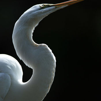 Photography titled "Great Egret Portrait" by George Wilson, Original Artwork