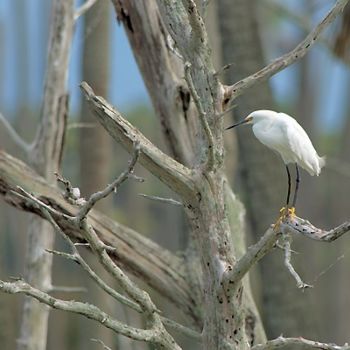 Photography titled "Snowy Egret in Dead…" by George Wilson, Original Artwork