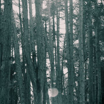 Photography titled "dans les branches" by Géraldine Mazoyer, Original Artwork