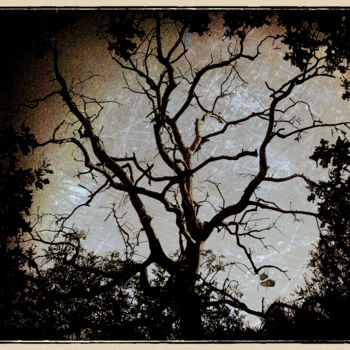 Photography titled "L'ARBRE QE LA NUIT" by Gérard Bertrand, Original Artwork, Manipulated Photography