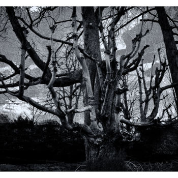 Photography titled "ARBRES" by Gérard Bertrand, Original Artwork, Digital Photography