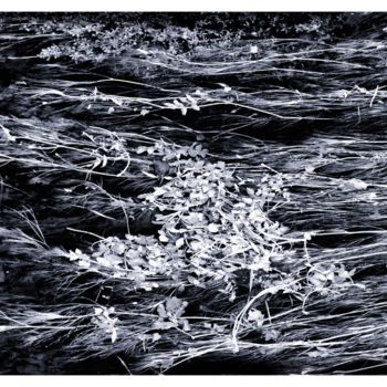 Photographie intitulée "Herbes au fil de l'…" par Gérard Bertrand, Œuvre d'art originale, Photographie numérique