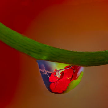 Photography titled "Goutte de rouge" by Gerard Campioni, Original Artwork, Non Manipulated Photography