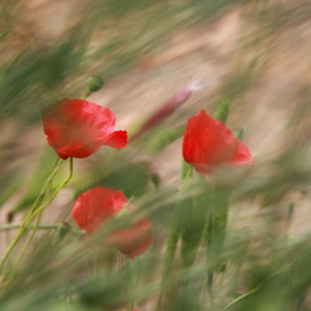 Photography titled "gentil coquelicot" by Gerard Jeanjean, Original Artwork