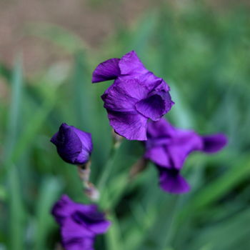 Фотография под названием "les fiers iris" - Gerard Jeanjean, Подлинное произведение искусства