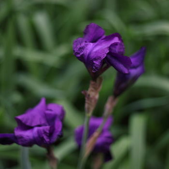 Photography titled "les fiers iris" by Gerard Jeanjean, Original Artwork