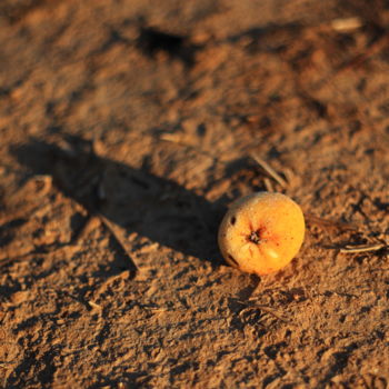 Photographie intitulée "petite pomme givrée" par Gerard Jeanjean, Œuvre d'art originale