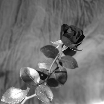 Φωτογραφία με τίτλο "la rose noire" από Gerard Jeanjean, Αυθεντικά έργα τέχνης
