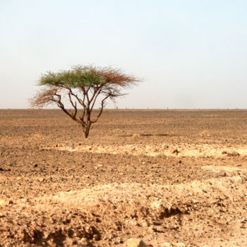 Photographie intitulée "l'arbre du désert" par Gerard Jeanjean, Œuvre d'art originale