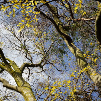 Photographie intitulée "l'automne en janvier" par Gerard Jeanjean, Œuvre d'art originale