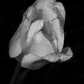 Fotografie getiteld "Tulipe après la plu…" door Gérard Boyer, Origineel Kunstwerk